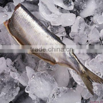 herring fillet seafood