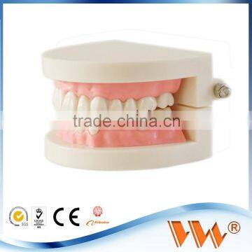 plastic acrylic teeth and jaw model for dental study