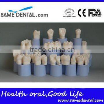 High Quality 4 Times Dental Crown Silastic Mould