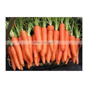 Leading Wholesale Professional of Fresh Carrot