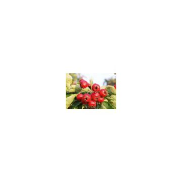 Hawthorn Fruit Extract