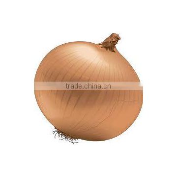 Yellow Onion For Sale