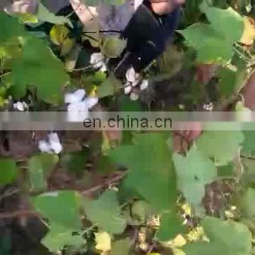 Mini Hand Useful Cotton Picking Machine in China
