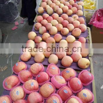 Fresh Apple From China Best Price export