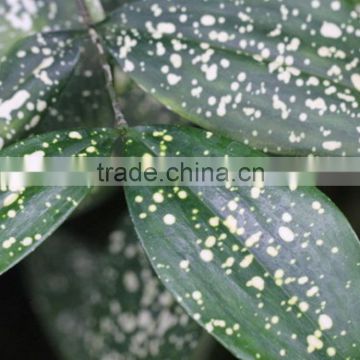 Color Gold dust dracaena fresh cut leave fern