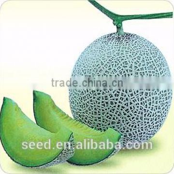 Red Star high resistance and late maturity melon seeds for sale