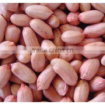 Shandong factory raw peanut kernels