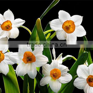 Zhangzhou Narcissus tazetta Bulbs Daffodil flower bulb