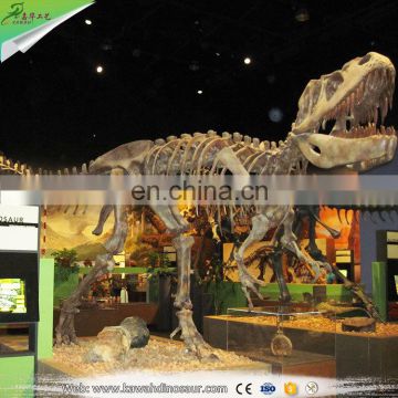 KAWAH High Quality Museum Exhibition Artificial T Rex Dinosaur Skeleton