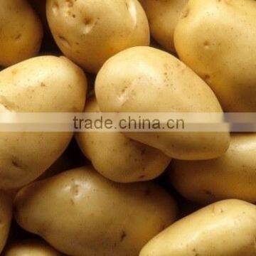 Best Quality Potato