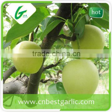 2015 new crop bulk fresh crown pear