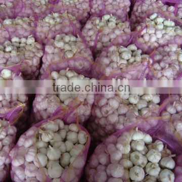 2010 crop normal white garlic