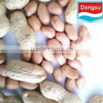 shandong peanut/ peanut kernels