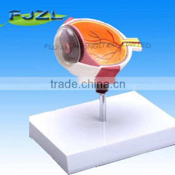 medical 3 times Half Eye Ball model with 3 parts