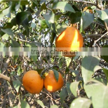 Mandarin "Kinnow" Citrus Fruit