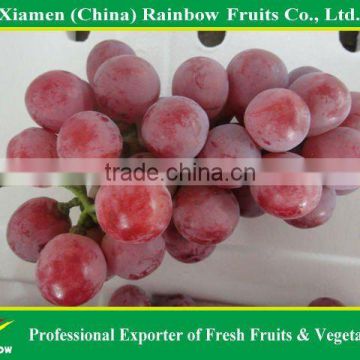Fresh fruit sweet red grapes Typical sweet red globe seeded grapes from original supplier Chinese Fresh red global grape