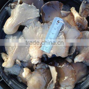 Pleurotus in brine