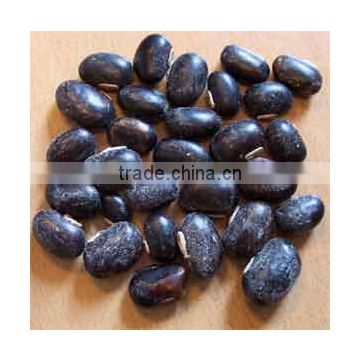 Mucuna Pruriens extract powder 20:1 Water Soluble