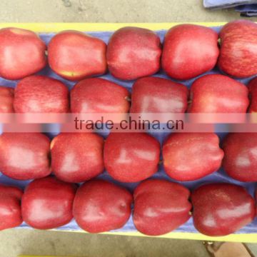 2013 fresh red appls from china