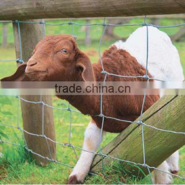 live stock cattle for goat