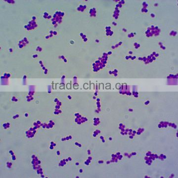 medical bacteria microbiology slides/prepared slides /microscope slides