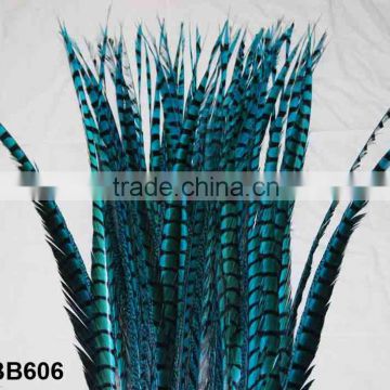 Turquoise Lady Amherst Pheasant tail feathers LZBBB606
