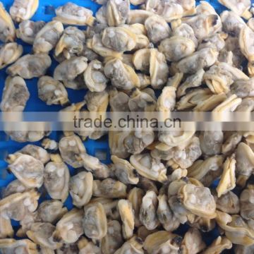 tasty and delicious best frozen baby clam without shell iqf