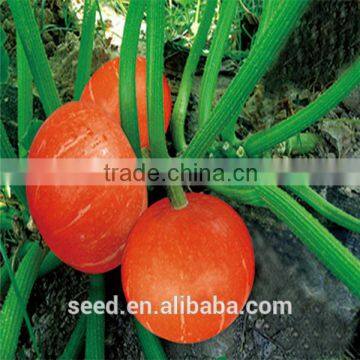 Red Sun Chinese Pumpkin Vegetable Seeds