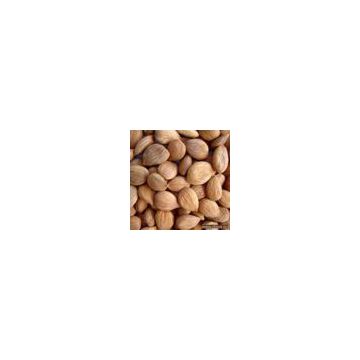 Sell Apricot Kernels