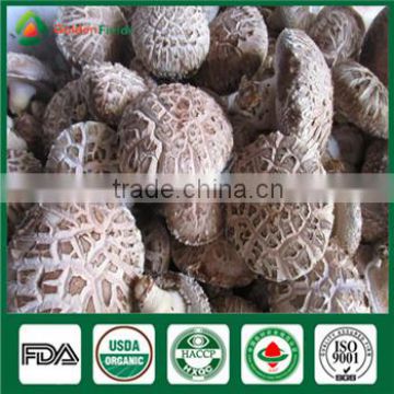 Anti-cancer Shiitake Mushroom China Wholesale Shiitake Mushroom Cultivation Log Spawn Substrate