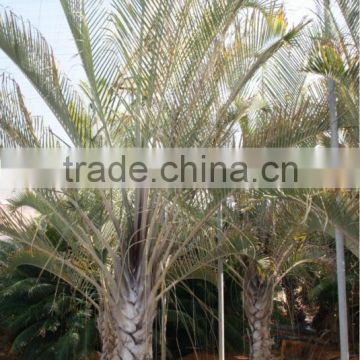 Dypsis Decareyii "Triangle Palm" 250/300 in 40 liters pot
