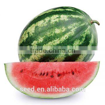 Cery Chinese Crimson Oval Watermelon Seed