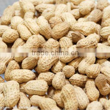 Roasted peanuts in shell from china size 9/11