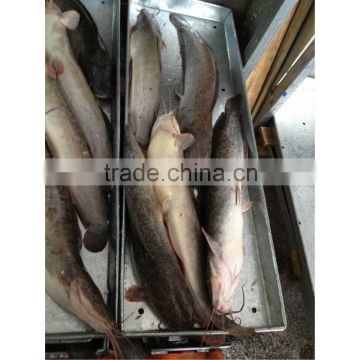 Fresh big fat frozen catfish on sale