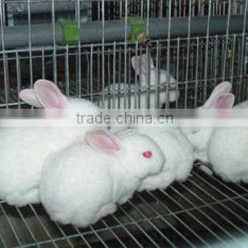 Assemble and Manage easily Commercial Rabbit Cage