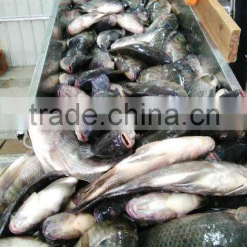 2016 new landing Frozen Tilapia seafood