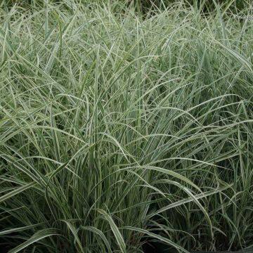 Field Green Outdoor Perennial Ornamental Grasses Outdoor White