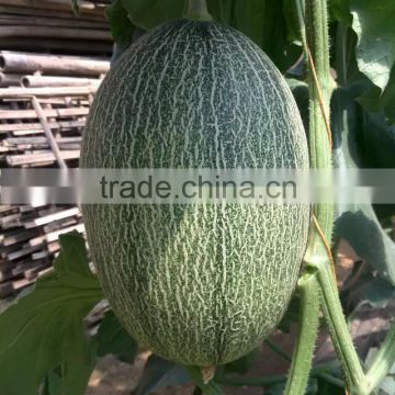 Hybrid muskmelon seeds hami sweet melon for sale No.7