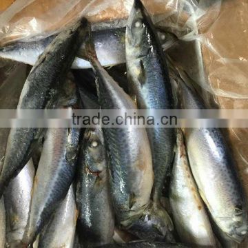 frozen pacific saury for bait fishing lure