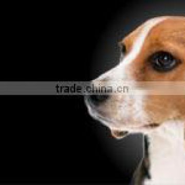 Beagle Dog Photo License Plate