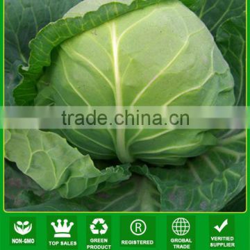 JC02 Angle Dark green mid-early mature hybrid cabbage seeds planting seeds f1