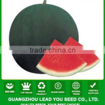 W15 Heimi no.5 mid-maturity dark green hybrid seedless watermelon seeds