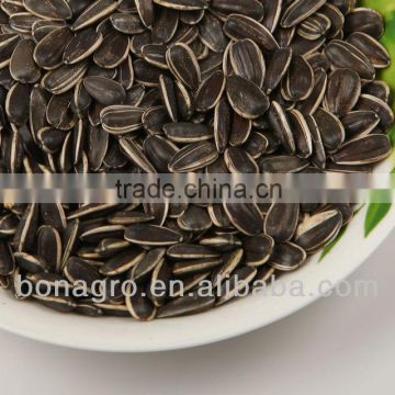 Sunflower seeds, American type 24/64, 5135