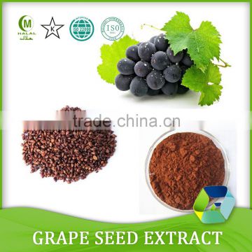 95% Proanthocyanidins grape seed extract/grapeseed extract powder antioxidant