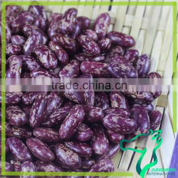 Organic Long /Large Shape Purple Speckled Kidney Beans