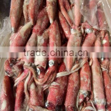 fish seafood in pakistan fish of loligo squid