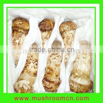 Fresh pine mushroom