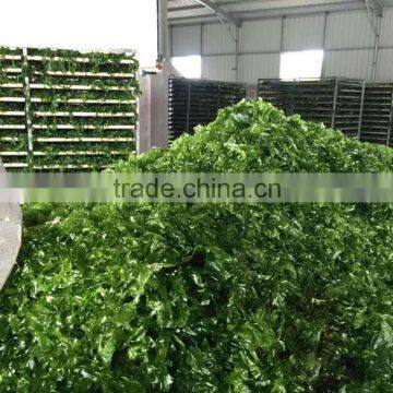 Ulva/green seaweed,ulva flakes for food,ulva wholesale