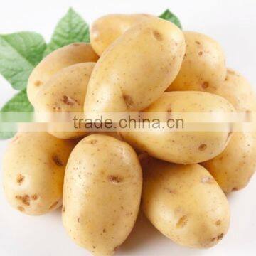 2014 high quality potato