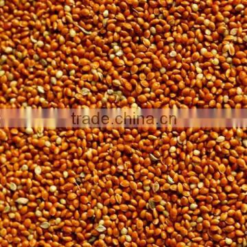 Animal Feed Red Millet
